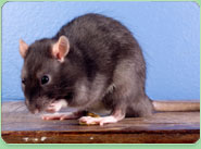 rat control Marlow